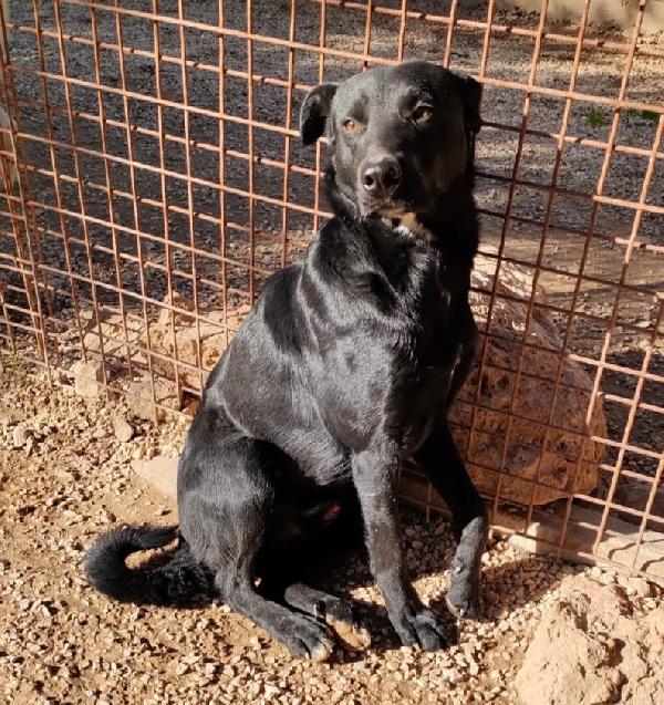 George, Cagnolino Nero Di 1 Anno, Taglia Media